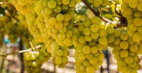 Vinícola em São Roque oferece tours por vinhedos em fevereiro