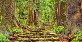 Japão tem ‘banho de floresta’ para quem quer se desligar
