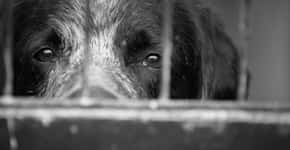 Abril Laranja alerta para maus-tratos contra animais; veja como denunciar