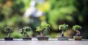 Oficina gratuita sobre Cultivo de Bonsai acontece neste sábado