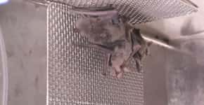 Vídeo de morcegos em laboratório ressuscita polêmica sobre origem do coronavírus