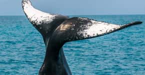 Observação das baleias atrai turistas para a costa baiana