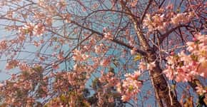 Brotas (SP) tem festival de boteco e florada das cerejeiras