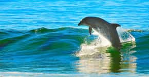 Descubra um paraíso de golfinhos livres na Flórida (EUA)