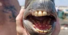 Peixe com ‘dentes humanos’ fisgado nos EUA intriga web