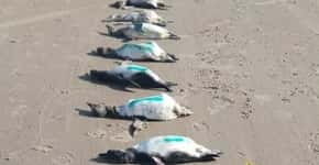 Mais de 50 pinguins são encontrados mortos em praia de SC