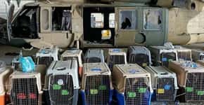 ONG’s acusam EUA de abandonar cães no Afeganistão