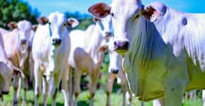 Confirmado caso de vaca louca no Brasil