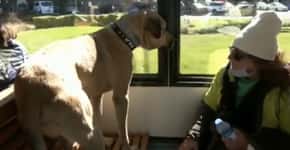 Cachorro de rua usa transporte público e respeita as regras do metrô