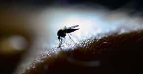 EUA capturam mosquitos infectados com vírus raro e perigoso