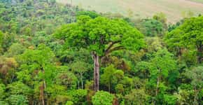 Conheça o jequitibá Patriarca, uma das árvores mais antigas do Brasil! 🌳