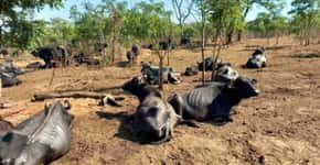 Voluntários se unem para salvar búfalos abandonados em Brotas (SP)
