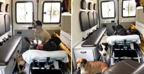 Cães ‘invadem’ ambulância do SAMU para acompanhar resgate de dono