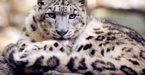 Leopardos raros morrem após contrair Covid-19 em zoológico dos EUA