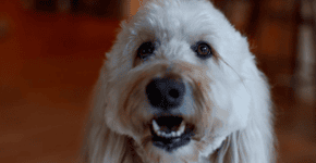 Foto: (Reprodução/PetSmart Paws for Hope Canine Therapy Program)
