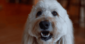 Conheça Ollie, o cachorro fofo que encoraja crianças a se vacinarem