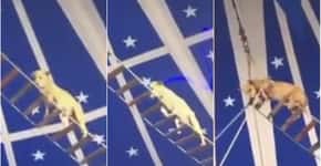 Circo usa cachorro em número acrobático no CE e gera revolta