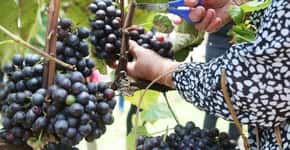 São Roque tem festa dedicada à pisa da uva; veja datas
