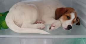 Vídeo: com calor de 35°C, cachorra viraliza ao “invadir” geladeira