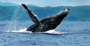 Prado (BA) se prepara para receber baleias jubartes