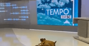 Cachorra invade telejornal local da Globo e internautas se derretem ❤