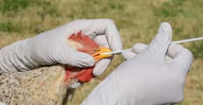 EUA confirmam seu primeiro caso humano de gripe aviária H5N1