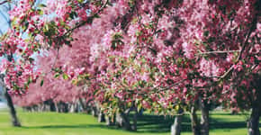Destinos próximos a SP para ver a floração das cerejeiras