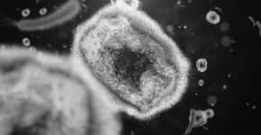 Confirmados 21 casos da varíola do macaco no país; veja os estados