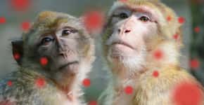 Varíola do macaco: OMS condena ataque a primatas no Brasil