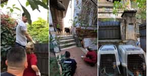 A Mulher da Casa Abandonada: saiba o que aconteceu com os cães resgatados