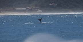 Temporada de observação de baleias francas tem início em SC