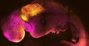 Cientistas criam embrião sintético com cérebro e coração