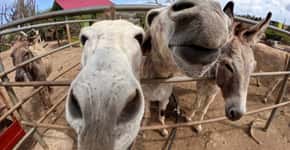Turistas fazem voluntariado em santuário de burros em Aruba