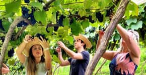 Festa da colheita da uva anima São Roque (SP); veja datas