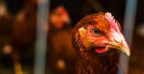 OMS alerta para possibilidade de pandemia de gripe aviária em humanos