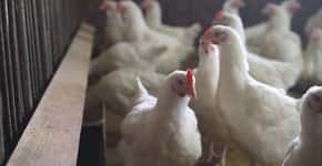 OMS acende alerta após dois casos de gripe aviária em humanos