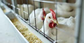 Brasil decreta estado de emergência para gripe aviária; entenda