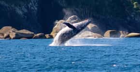 Ilhabela é destino para observação de baleias no litoral de SP