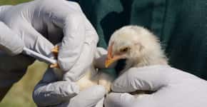 Governo confirma mais um caso de gripe aviária no país