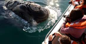 Puerto Madryn: turismo com baleias e vista deslumbrante na Patagônia argentina