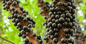 Jabuticaba é eleita a segunda melhor fruta do mundo em ranking