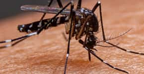 6 mitos sobre a dengue