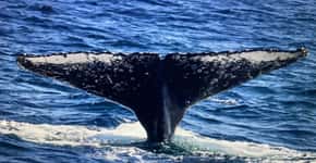 Começa temporada de baleias jubarte no litoral de SP