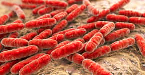 OMS atualiza lista de bactérias resistentes que geram preocupação