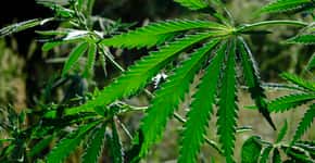 Pesquisa descobre composto de cannabis em erva daninha brasileira