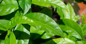 6 benefícios de ora-pro-nóbis para a saúde; descubra os segredos desta planta