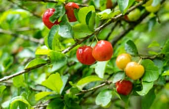 Como esta fruta ajuda a regular a pressão e absorver ferro