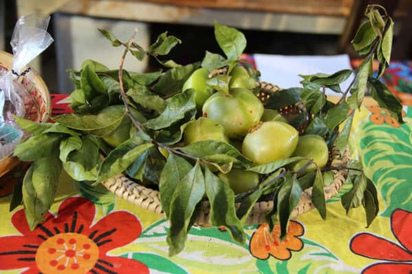 Fruto Cambuci, nativo da Mata Atlântica