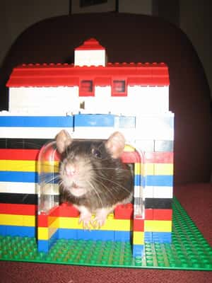 Casa de hamster 