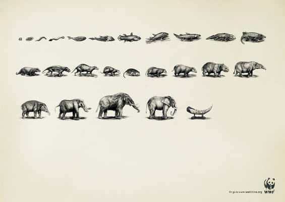 “Evolução” WWF, Ogilvy, China.